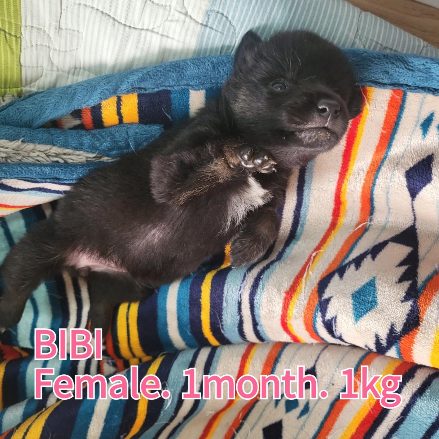 장성군동물보호센터_446498202300331